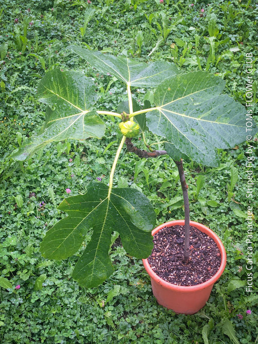 Ficus Carica Panachée - Striped Fig,  organically grown garden plants, trees and bushes for sale at TOMs FLOWer CLUB. 