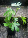 Ficus Carica Panachée - Striped Fig,  organically grown garden plants, trees and bushes for sale at TOMs FLOWer CLUB. 