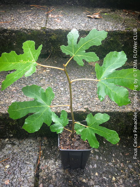 Ficus Carica Panachée - Striped Fig,  organically grown garden plants, trees and bushes for sale at TOMs FLOWer CLUB. 