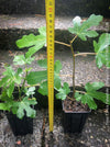 Ficus Carica, Fig, organically grown garden plants, trees and bushes for sale at TOMs FLOWer CLUB. 