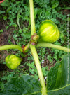 Ficus Carica Panachée - Striped Fig,  organically grown garden plants, trees and bushes for sale at TOMs FLOWer CLUB. 