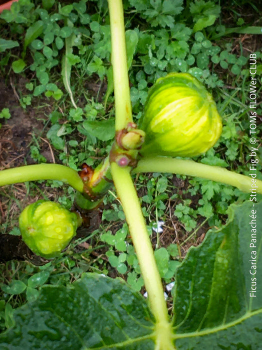 Ficus Carica Panachée - Striped Fig,  organically grown garden plants, trees and bushes for sale at TOMs FLOWer CLUB. 