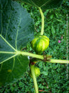 Ficus Carica Panachée - Striped Fig,  organically grown garden plants, trees and bushes for sale at TOMs FLOWer CLUB. 