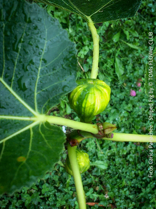 Ficus Carica Panachée - Striped Fig,  organically grown garden plants, trees and bushes for sale at TOMs FLOWer CLUB. 