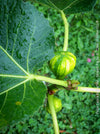 Ficus Carica Panachée - Striped Fig,  organically grown garden plants, trees and bushes for sale at TOMs FLOWer CLUB. 