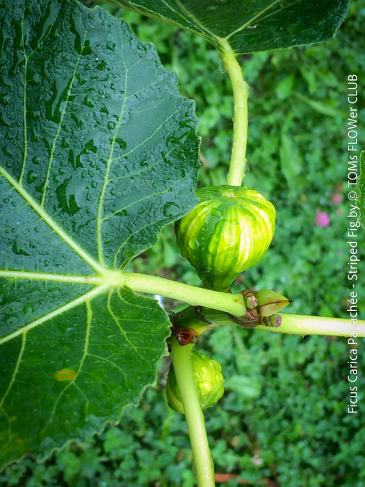 Ficus Carica Panachée - Striped Fig,  organically grown garden plants, trees and bushes for sale at TOMs FLOWer CLUB. 