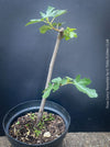 Ficus Carica Panachée - Striped Fig,  organically grown garden plants, trees and bushes for sale at TOMs FLOWer CLUB. 