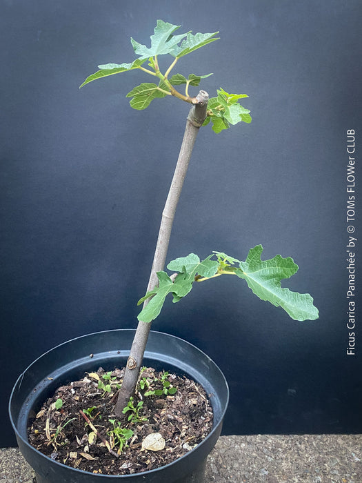 Ficus Carica Panachée - Striped Fig,  organically grown garden plants, trees and bushes for sale at TOMs FLOWer CLUB. 