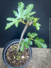 Ficus Carica Panachée - Striped Fig,  organically grown garden plants, trees and bushes for sale at TOMs FLOWer CLUB. 