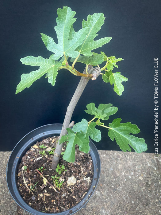 Ficus Carica Panachée - Striped Fig,  organically grown garden plants, trees and bushes for sale at TOMs FLOWer CLUB. 