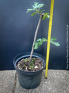 Ficus Carica Panachée - Striped Fig,  organically grown garden plants, trees and bushes for sale at TOMs FLOWer CLUB. 