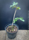 Ficus Carica Panachée - Striped Fig,  organically grown garden plants, trees and bushes for sale at TOMs FLOWer CLUB. 