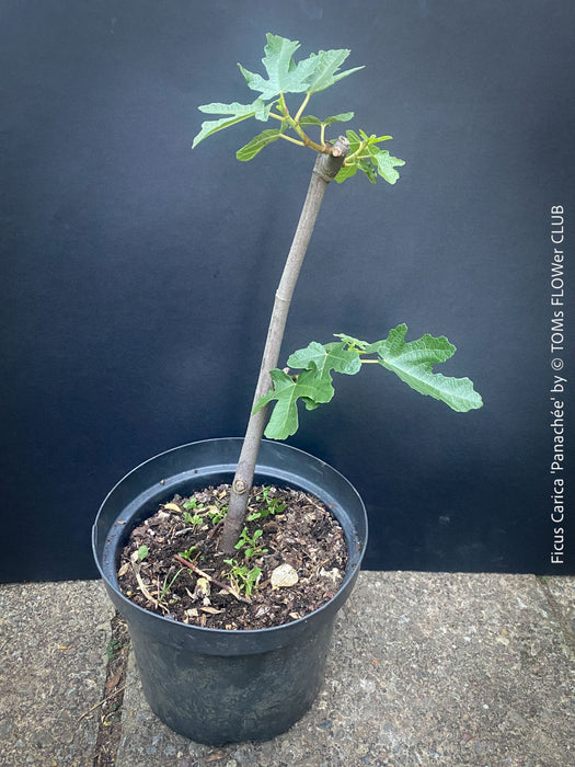 Ficus Carica Panachée - Striped Fig,  organically grown garden plants, trees and bushes for sale at TOMs FLOWer CLUB. 