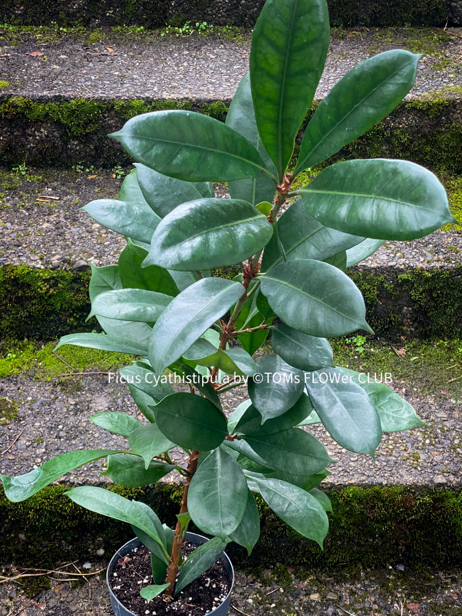 Ficus Cyathistipula