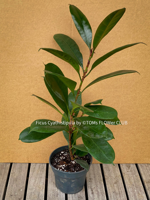 Ficus Cyathistipula, organically grown plants for sale at TOMsFLOWer CLUB.
