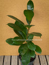 Ficus Cyathistipula, organically grown plants for sale at TOMsFLOWer CLUB.