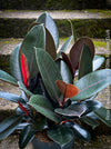 Ficus elastica black, Gummi Baum, Ficus, organically grown tropical plants for sale at TOMs FLOWer CLUB.