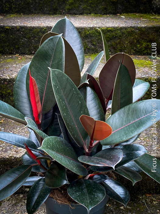 Ficus elastica black, Gummi Baum, Ficus, organically grown tropical plants for sale at TOMs FLOWer CLUB.