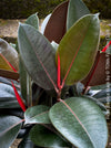 Ficus elastica black, Gummi Baum, Ficus, organically grown tropical plants for sale at TOMs FLOWer CLUB.