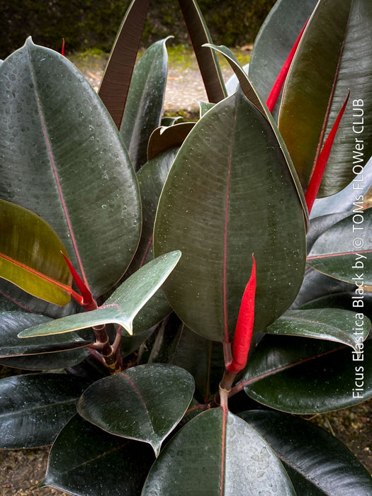 Ficus elastica black, Gummi Baum, Ficus, organically grown tropical plants for sale at TOMs FLOWer CLUB.