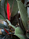 Ficus elastica black, Gummi Baum, Ficus, organically grown tropical plants for sale at TOMs FLOWer CLUB.