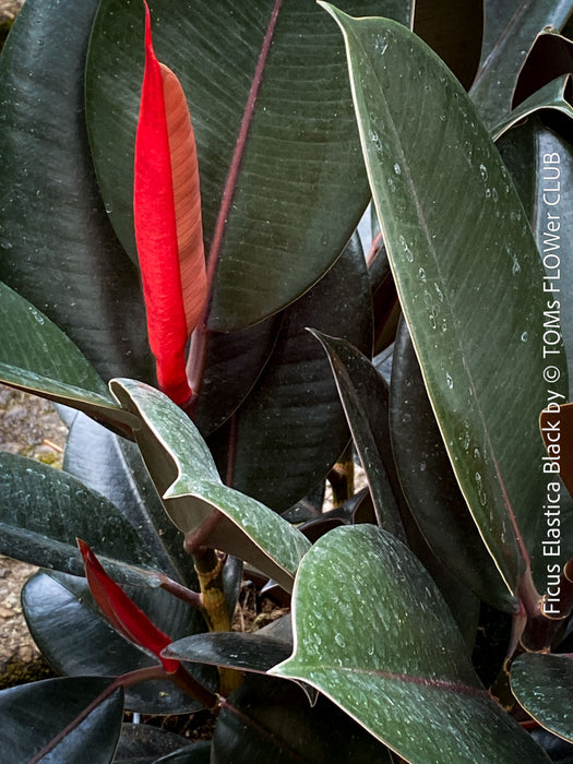 Ficus elastica black, Gummi Baum, Ficus, organically grown tropical plants for sale at TOMs FLOWer CLUB.