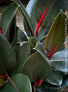 Ficus elastica black, Gummi Baum, Ficus, organically grown tropical plants for sale at TOMs FLOWer CLUB.