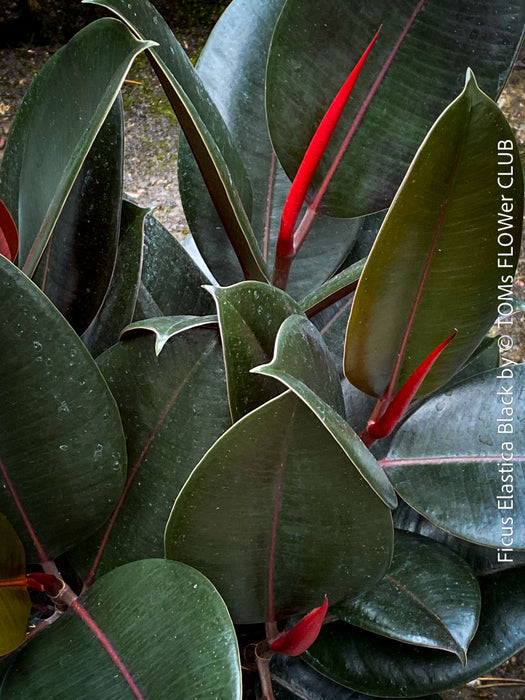 Ficus elastica black, Gummi Baum, Ficus, organically grown tropical plants for sale at TOMs FLOWer CLUB.
