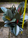 Ficus elastica black, Gummi Baum, Ficus, organically grown tropical plants for sale at TOMs FLOWer CLUB.