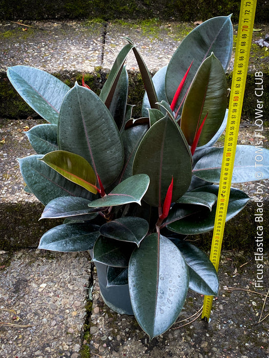 Ficus elastica black, Gummi Baum, Ficus, organically grown tropical plants for sale at TOMs FLOWer CLUB.