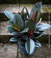 Ficus elastica black, Gummi Baum, Ficus, organically grown tropical plants for sale at TOMs FLOWer CLUB.