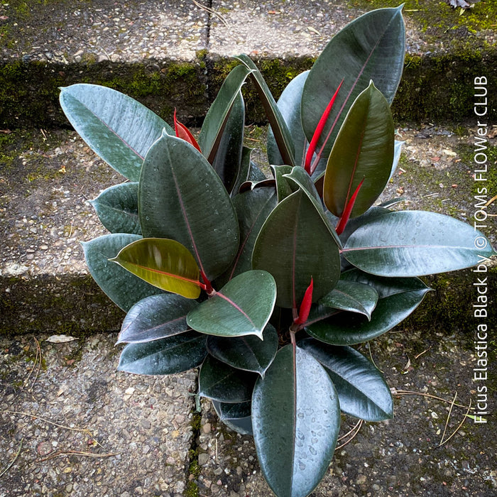 Ficus elastica black, Gummi Baum, Ficus, organically grown tropical plants for sale at TOMs FLOWer CLUB.