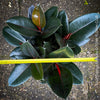 Ficus elastica black, Gummi Baum, Ficus, organically grown tropical plants for sale at TOMs FLOWer CLUB.