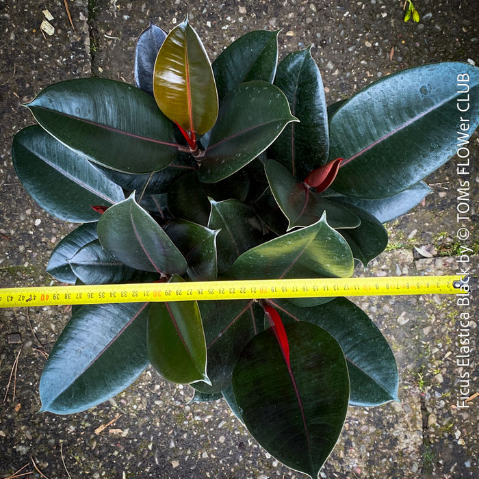 Ficus elastica black, Gummi Baum, Ficus, organically grown tropical plants for sale at TOMs FLOWer CLUB.