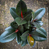 Ficus elastica black, Gummi Baum, Ficus, organically grown tropical plants for sale at TOMs FLOWer CLUB.
