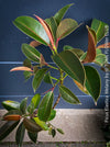 Ficus Elastica Melany, organically grown plants for sale at TOMs FLOWer CLUB.