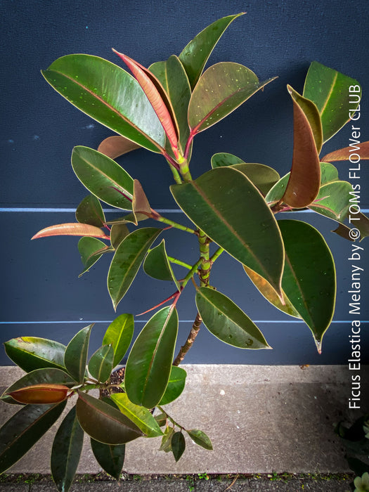 Ficus Elastica Melany, organically grown plants for sale at TOMs FLOWer CLUB.