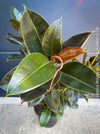 Ficus Elastica Melany, organically grown plants for sale at TOMsFLOWer CLUB.