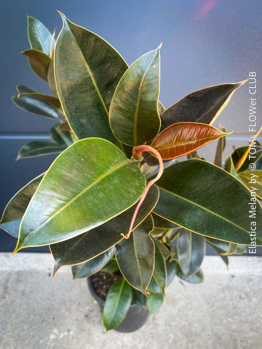 Ficus Elastica Melany, organically grown plants for sale at TOMsFLOWer CLUB.