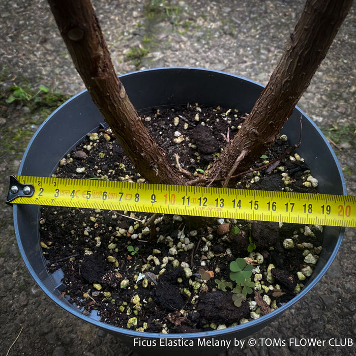 Ficus Elastica Melany, organically grown plants for sale at TOMs FLOWer CLUB.