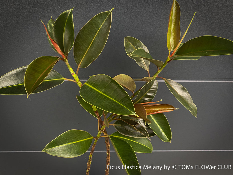 Ficus Elastica Melany, organically grown plants for sale at TOMs FLOWer CLUB.