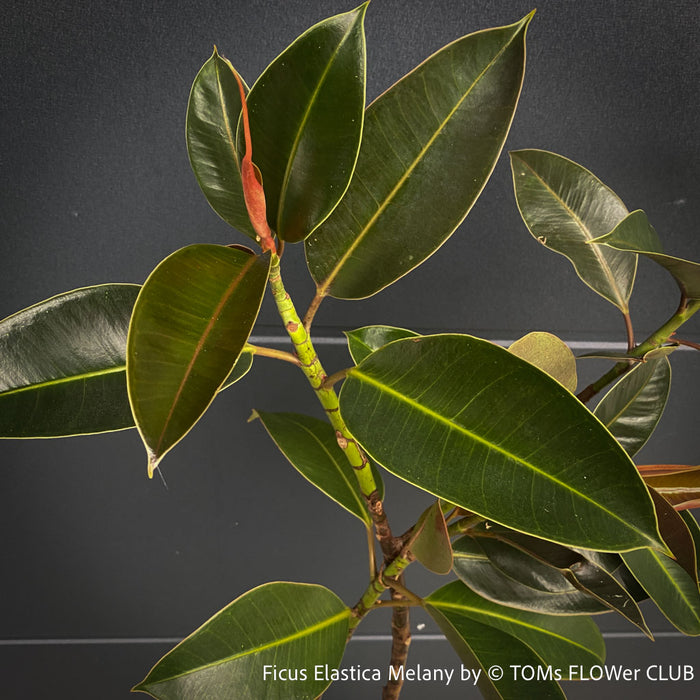 Ficus Elastica Melany, organically grown plants for sale at TOMs FLOWer CLUB.