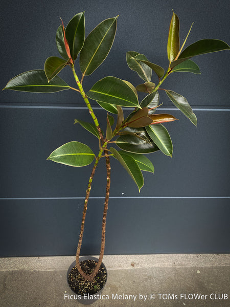 Ficus Elastica Melany, organically grown plants for sale at TOMs FLOWer CLUB.