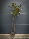 Ficus Elastica Melany, organically grown plants for sale at TOMs FLOWer CLUB.