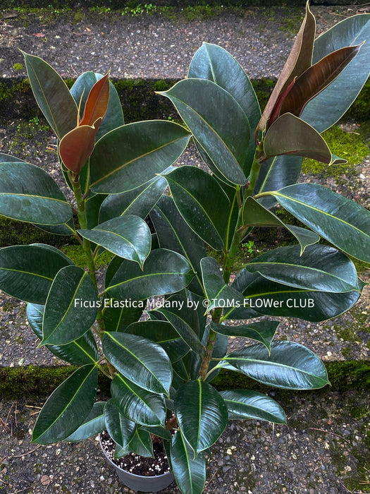Ficus Elastica Melany, organically grown plants for sale at TOMsFLOWer CLUB.