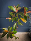 Ficus Elastica Melany, organically grown low maintenance plants for sale at TOMs FLOWer CLUB.