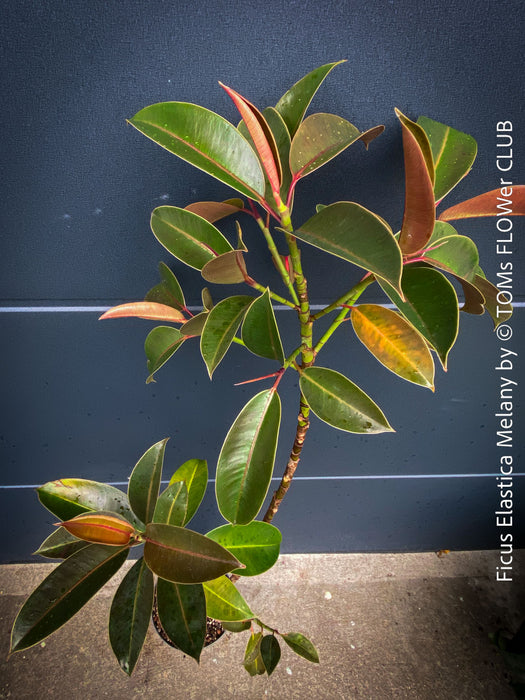 Ficus Elastica Melany, organically grown low maintenance plants for sale at TOMs FLOWer CLUB.