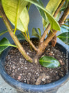 Ficus Elastica Melany, organically grown plants for sale at TOMsFLOWer CLUB.