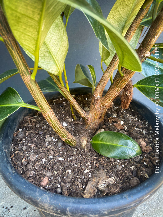 Ficus Elastica Melany, organically grown plants for sale at TOMsFLOWer CLUB.