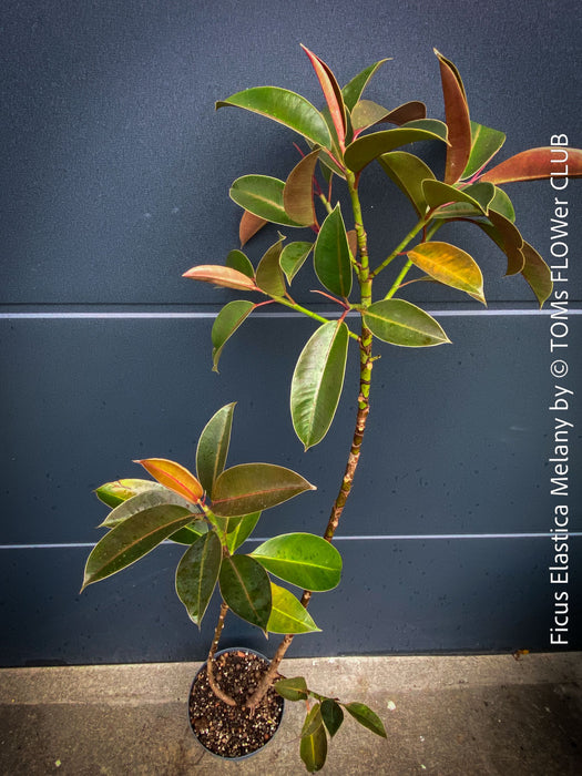 Ficus Elastica Melany, organically grown plants for sale at TOMs FLOWer CLUB.